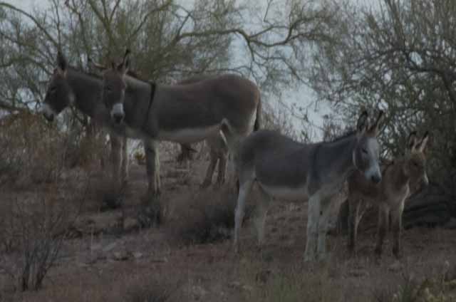 wild burros